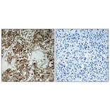 Immunohistochemistry - Anti-HLA-DOA Antibody (C16218) - Antibodies.com