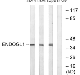 Western Blot - Anti-ENDOGL1 Antibody (C15631) - Antibodies.com