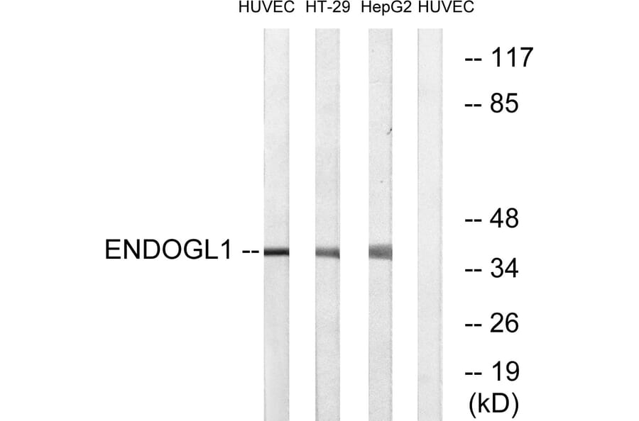 Western Blot - Anti-ENDOGL1 Antibody (C15631) - Antibodies.com