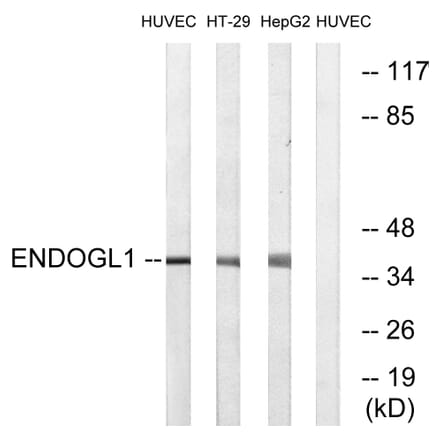 Western Blot - Anti-ENDOGL1 Antibody (C15631) - Antibodies.com
