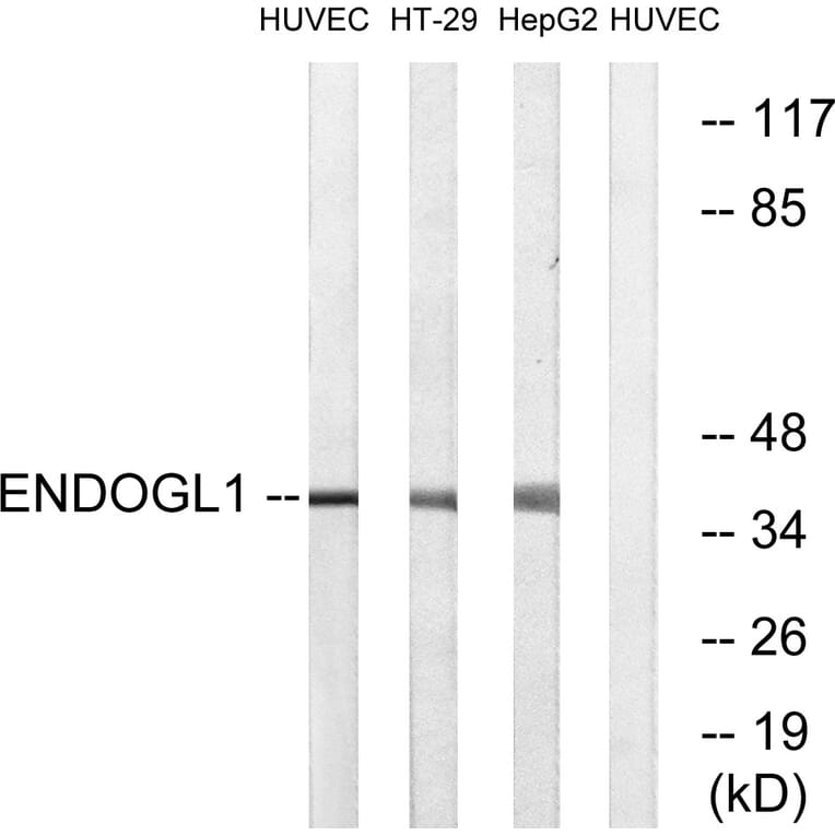 Western Blot - Anti-ENDOGL1 Antibody (C15631) - Antibodies.com
