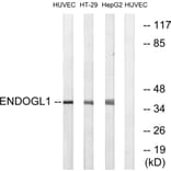 Western Blot - Anti-ENDOGL1 Antibody (C15631) - Antibodies.com