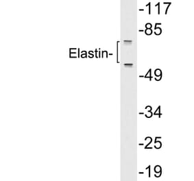 Western Blot - Anti-Elastin Antibody (R12-2129) - Antibodies.com