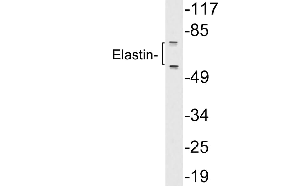 Western Blot - Anti-Elastin Antibody (R12-2129) - Antibodies.com