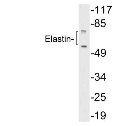 Western Blot - Anti-Elastin Antibody (R12-2129) - Antibodies.com