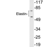 Western Blot - Anti-Elastin Antibody (R12-2129) - Antibodies.com