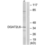 Western Blot - Anti-DGAT2L6 Antibody (C15350) - Antibodies.com