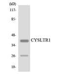 Western Blot - Anti-CYSLTR1 Antibody (R12-2668) - Antibodies.com