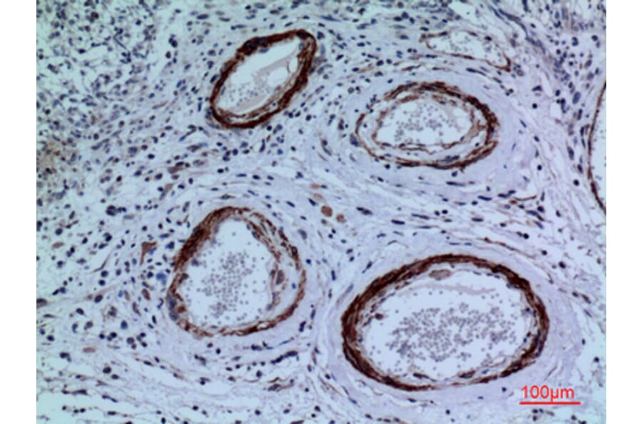 Immunohistochemistry - Anti-CYP11A1 Antibody (C30263) - Antibodies.com