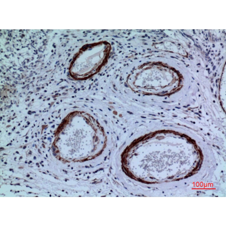 Immunohistochemistry - Anti-CYP11A1 Antibody (C30263) - Antibodies.com