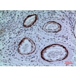 Immunohistochemistry - Anti-CYP11A1 Antibody (C30263) - Antibodies.com