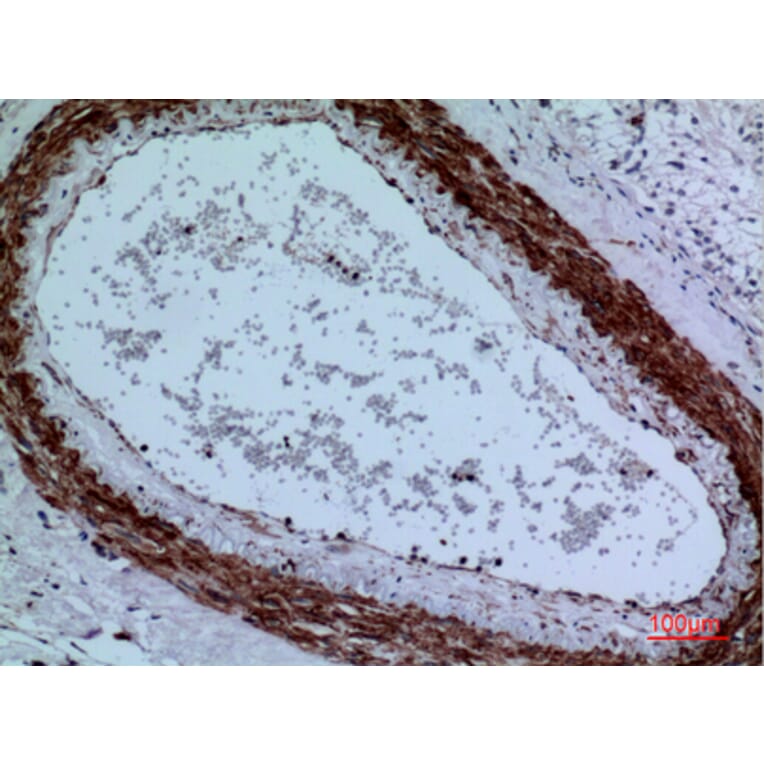 Immunohistochemistry - Anti-CYP11A1 Antibody (C30263) - Antibodies.com