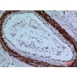 Immunohistochemistry - Anti-CYP11A1 Antibody (C30263) - Antibodies.com