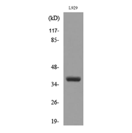 Western Blot - Anti-CD300LG Antibody (C30484) - Antibodies.com