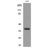 Western Blot - Anti-CD300LG Antibody (C30484) - Antibodies.com