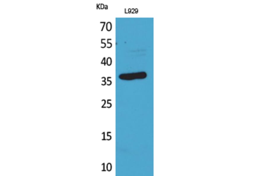 Western Blot - Anti-CD300LG Antibody (C30484) - Antibodies.com