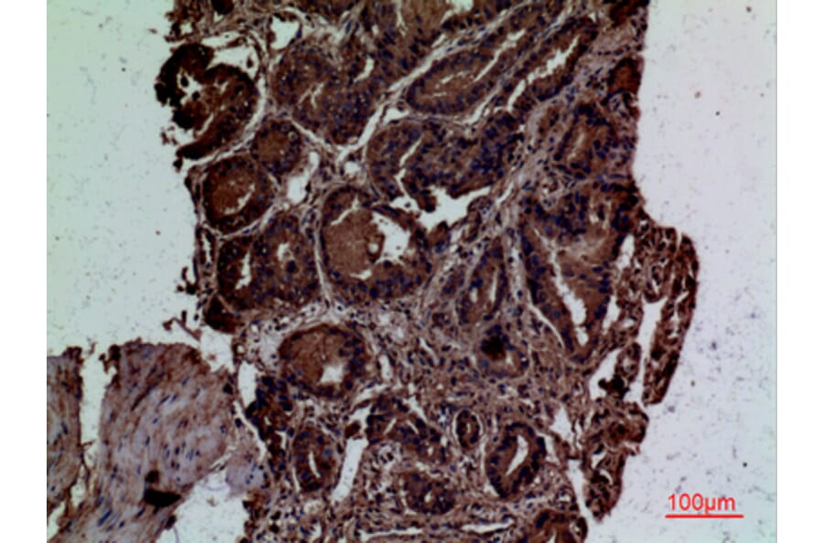 Immunohistochemistry - Anti-CD300LG Antibody (C30484) - Antibodies.com