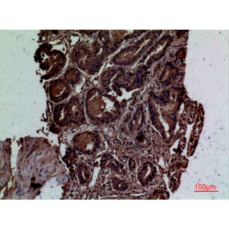 Immunohistochemistry - Anti-CD300LG Antibody (C30484) - Antibodies.com