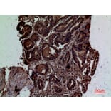 Immunohistochemistry - Anti-CD300LG Antibody (C30484) - Antibodies.com