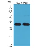 Western Blot - Anti-CD300LF Antibody (C30488) - Antibodies.com