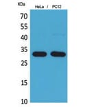 Western Blot - Anti-CD300LF Antibody (C30488) - Antibodies.com