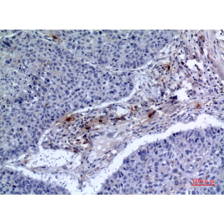 Immunohistochemistry - Anti-CD300LF Antibody (C30488) - Antibodies.com