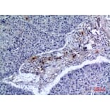 Immunohistochemistry - Anti-CD300LF Antibody (C30488) - Antibodies.com