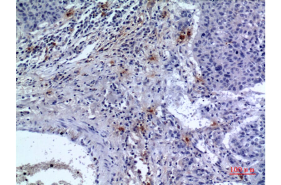 Immunohistochemistry - Anti-CD300LF Antibody (C30488) - Antibodies.com