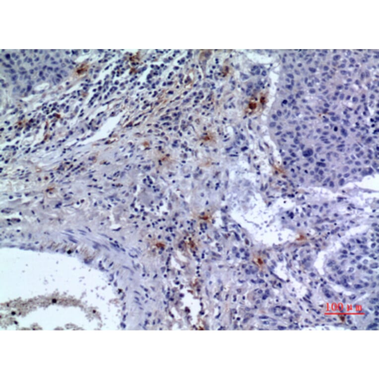 Immunohistochemistry - Anti-CD300LF Antibody (C30488) - Antibodies.com