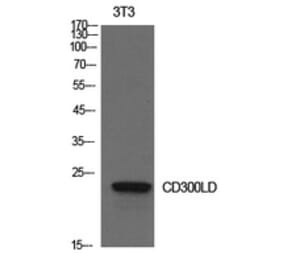 Western Blot - Anti-CD300LD Antibody (C30557) - Antibodies.com