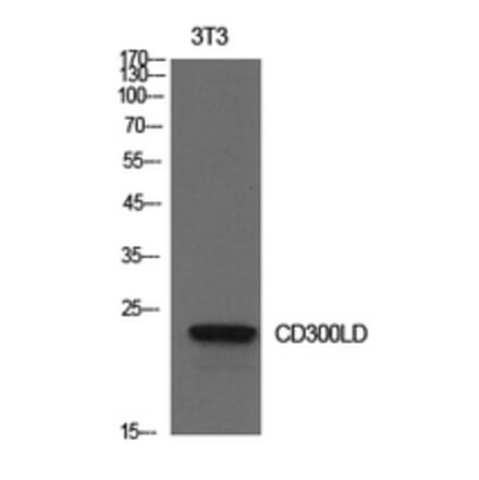 Western Blot - Anti-CD300LD Antibody (C30557) - Antibodies.com