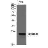 Western Blot - Anti-CD300LD Antibody (C30557) - Antibodies.com