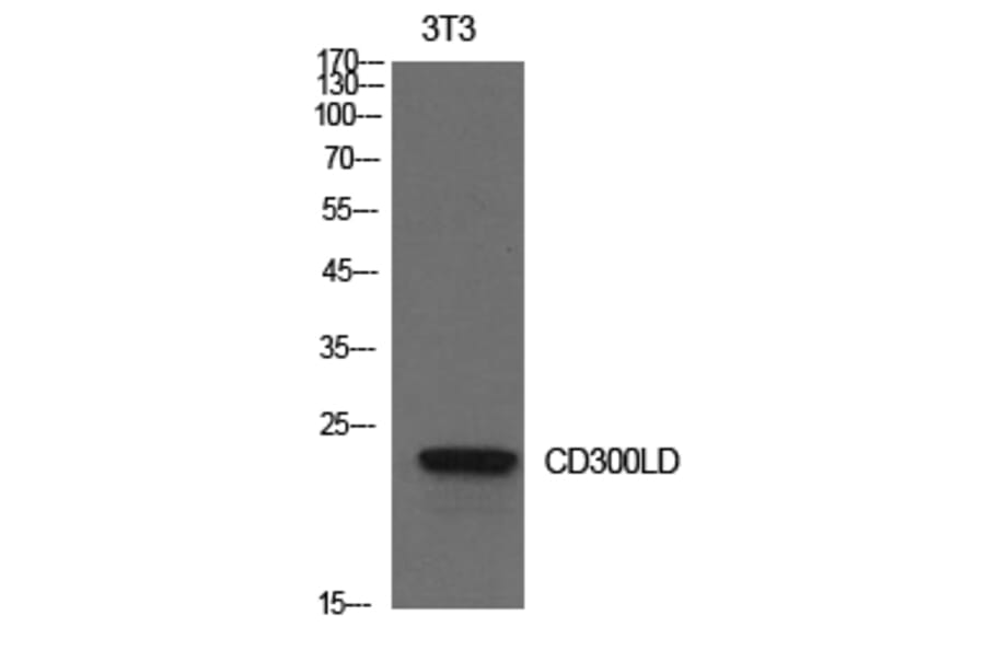 Western Blot - Anti-CD300LD Antibody (C30557) - Antibodies.com