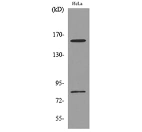 Western Blot - Anti-CD163L1 Antibody (C30545) - Antibodies.com