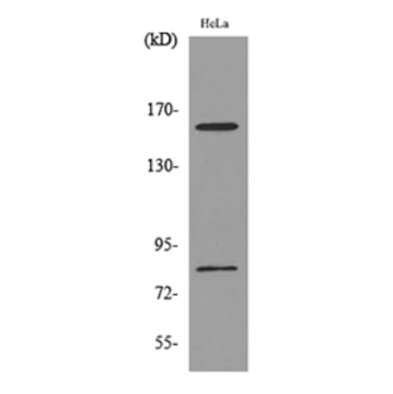 Western Blot - Anti-CD163L1 Antibody (C30545) - Antibodies.com