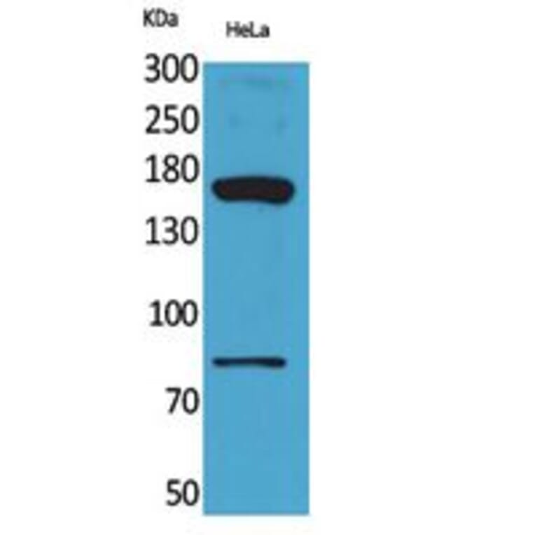 Western Blot - Anti-CD163L1 Antibody (C30545) - Antibodies.com