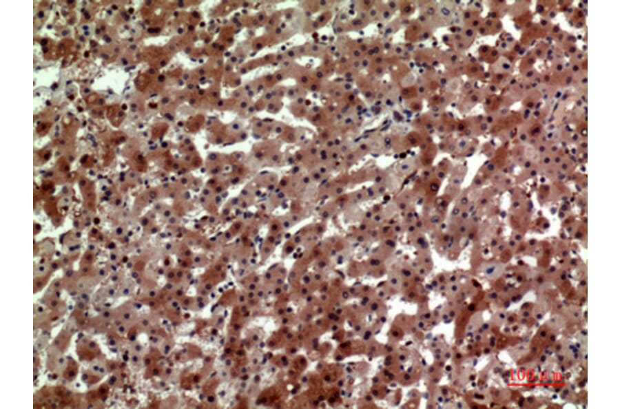 Immunohistochemistry - Anti-CD163L1 Antibody (C30545) - Antibodies.com