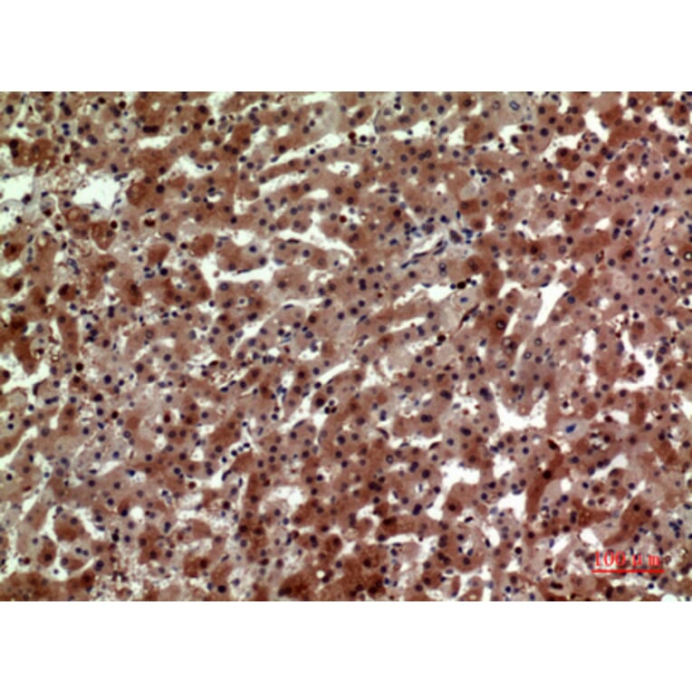 Immunohistochemistry - Anti-CD163L1 Antibody (C30545) - Antibodies.com