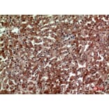 Immunohistochemistry - Anti-CD163L1 Antibody (C30545) - Antibodies.com