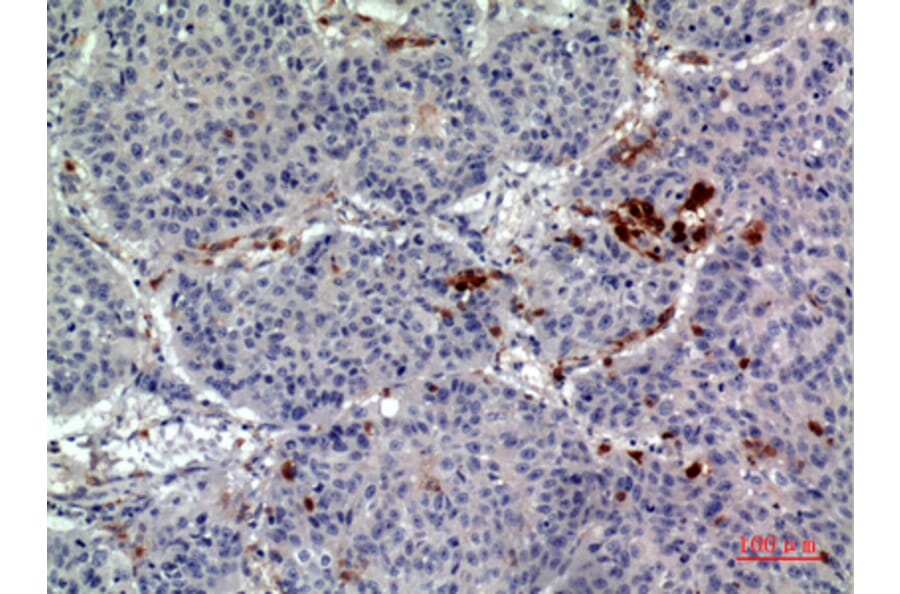 Immunohistochemistry - Anti-CD163L1 Antibody (C30545) - Antibodies.com