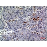 Immunohistochemistry - Anti-CD163L1 Antibody (C30545) - Antibodies.com