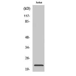Western Blot - Anti-C1orf57 Antibody (C11606) - Antibodies.com