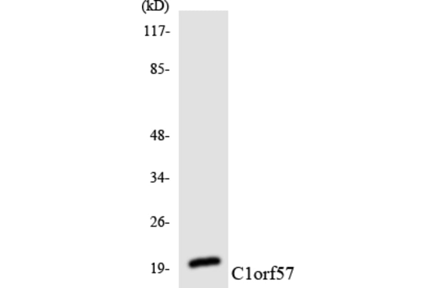 Western Blot - Anti-C1orf57 Antibody (R12-2551) - Antibodies.com