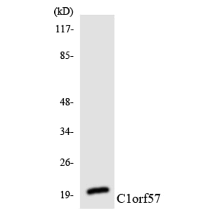 Western Blot - Anti-C1orf57 Antibody (R12-2551) - Antibodies.com