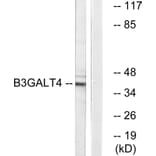 Western Blot - Anti-B3GALT4 Antibody (C14714) - Antibodies.com