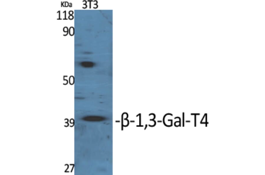 Western Blot - Anti-B3GALT4 Antibody (C14714) - Antibodies.com