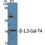 Western Blot - Anti-B3GALT4 Antibody (C14714) - Antibodies.com