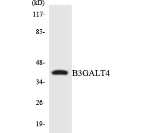 Western Blot - Anti-B3GALT4 Antibody (R12-2530) - Antibodies.com