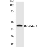 Western Blot - Anti-B3GALT4 Antibody (R12-2530) - Antibodies.com