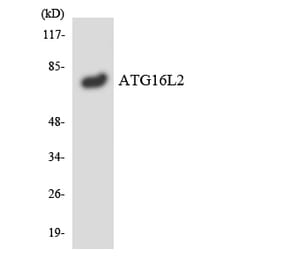 Western Blot - Anti-ATG16L2 Antibody (R12-2514) - Antibodies.com